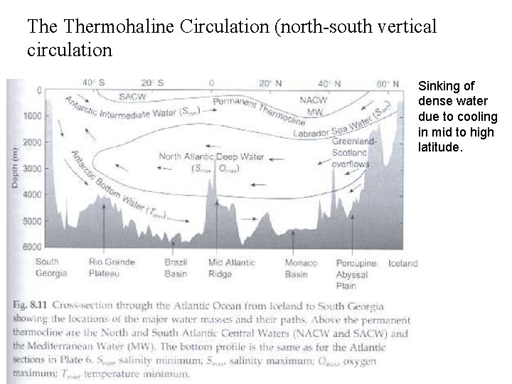 The Thermohaline Circulation (north-south vertical circulation Sinking of dense water due to cooling in