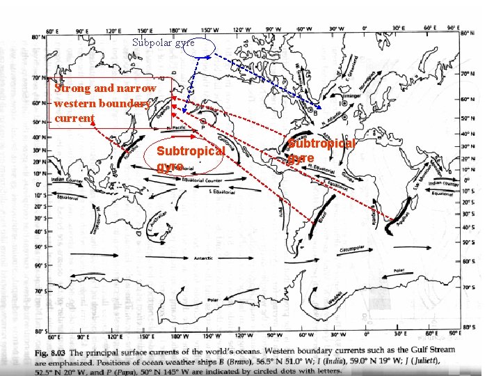 Subpolar gyre Strong and narrow western boundary current Subtropical gyre 