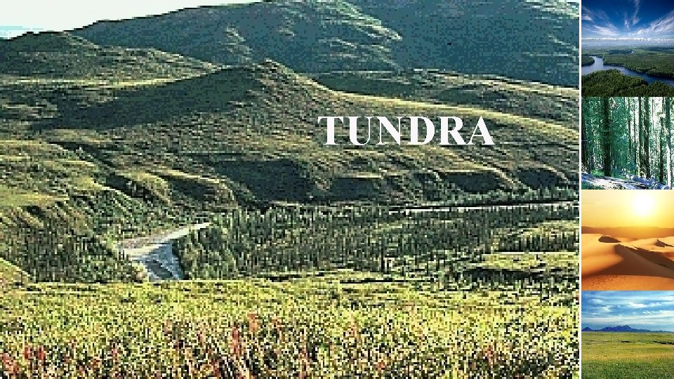 TUNDRA 