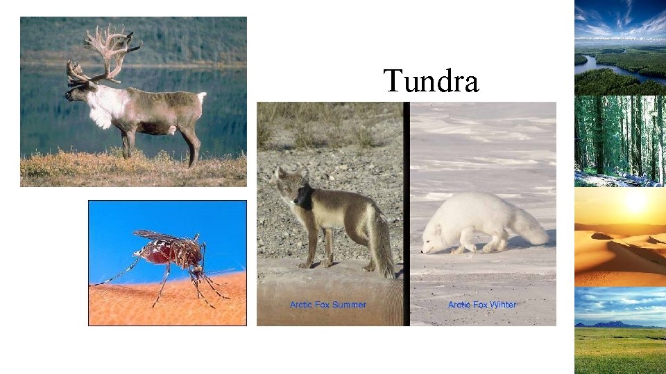Tundra 