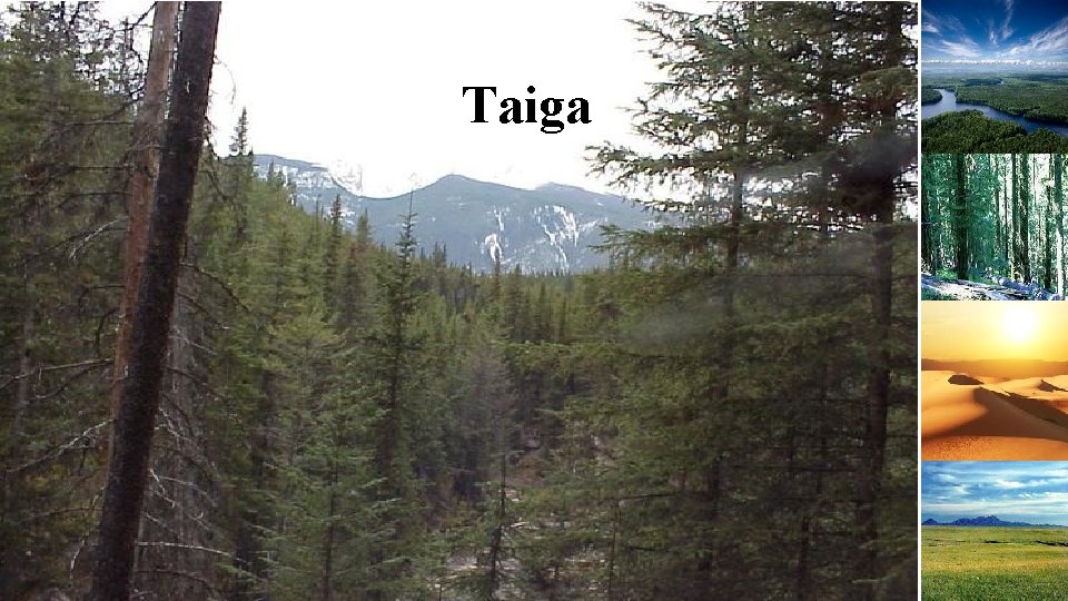 Taiga 