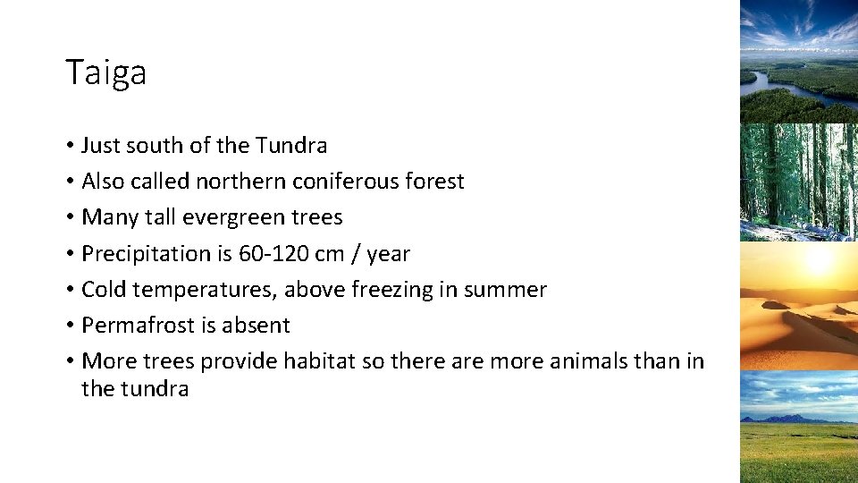 Taiga • Just south of the Tundra • Also called northern coniferous forest •