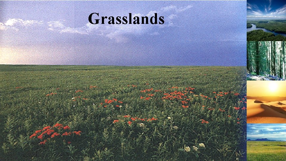 Grasslands 