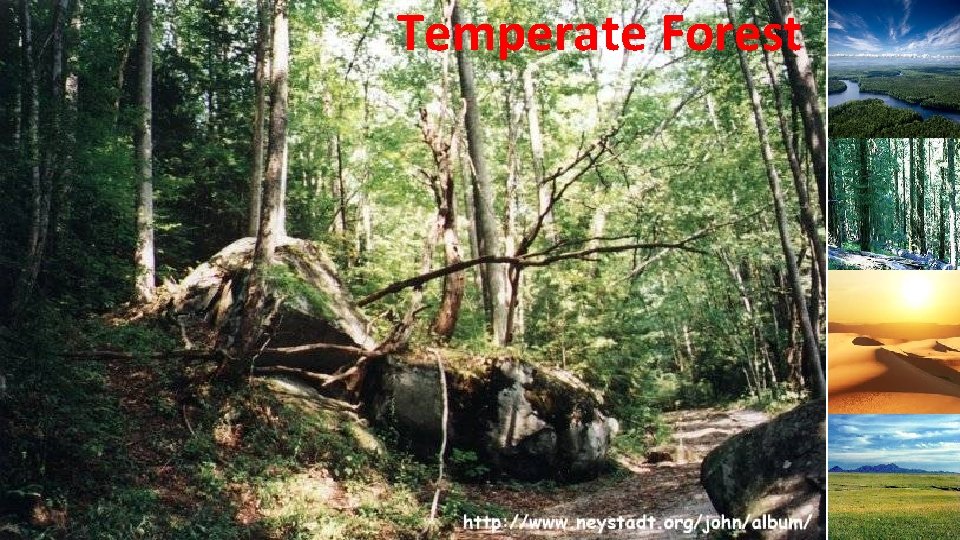 Temperate Forest 