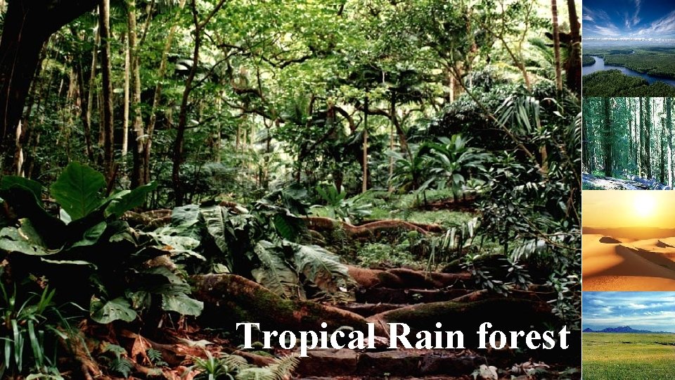 Tropical Rain forest 