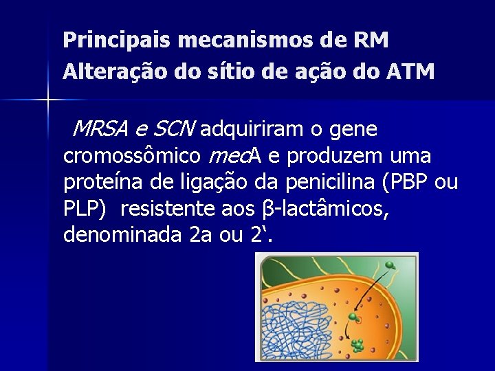 Principais mecanismos de RM Alteração do sítio de ação do ATM MRSA e SCN