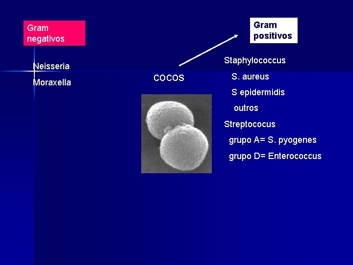 Gram positivos Gram negativos Neisseria Moraxella Staphylococcus cocos S. aureus S epidermidis outros Streptococus