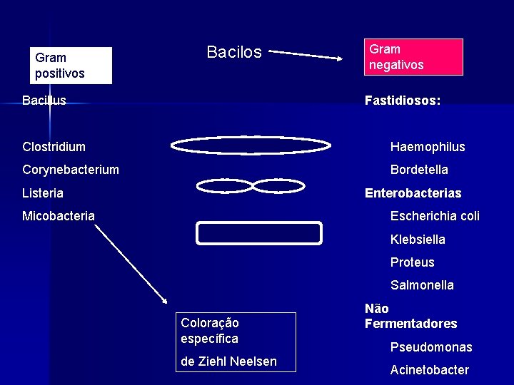 Gram positivos Bacillus Gram negativos Fastidiosos: Clostridium Haemophilus Corynebacterium Bordetella Listeria Enterobacterias Micobacteria Escherichia