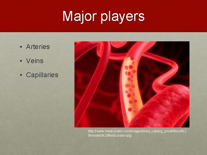 Major players • Arteries • Veins • Capillaries http: //www. medcurator. com/images/mod_catalog_prod/Blood%2 0 vessels%20