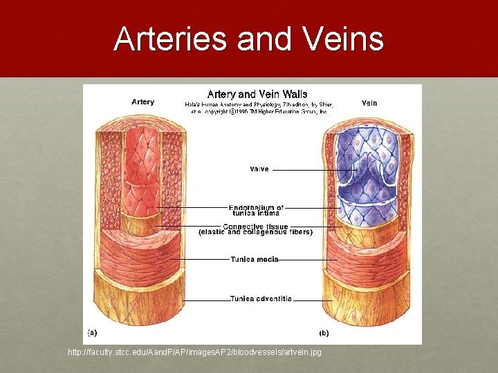 Arteries and Veins http: //faculty. stcc. edu/Aand. P/AP/images. AP 2/bloodvessels/artvein. jpg 