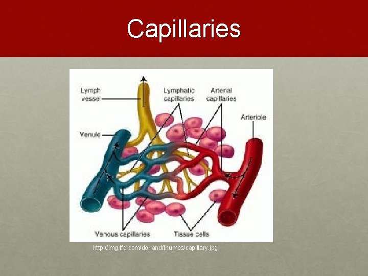 Capillaries http: //img. tfd. com/dorland/thumbs/capillary. jpg 