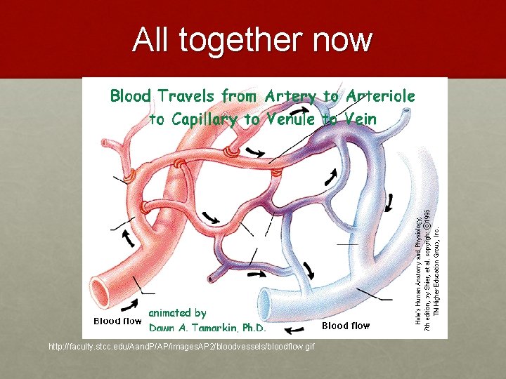 All together now http: //faculty. stcc. edu/Aand. P/AP/images. AP 2/bloodvessels/bloodflow. gif 