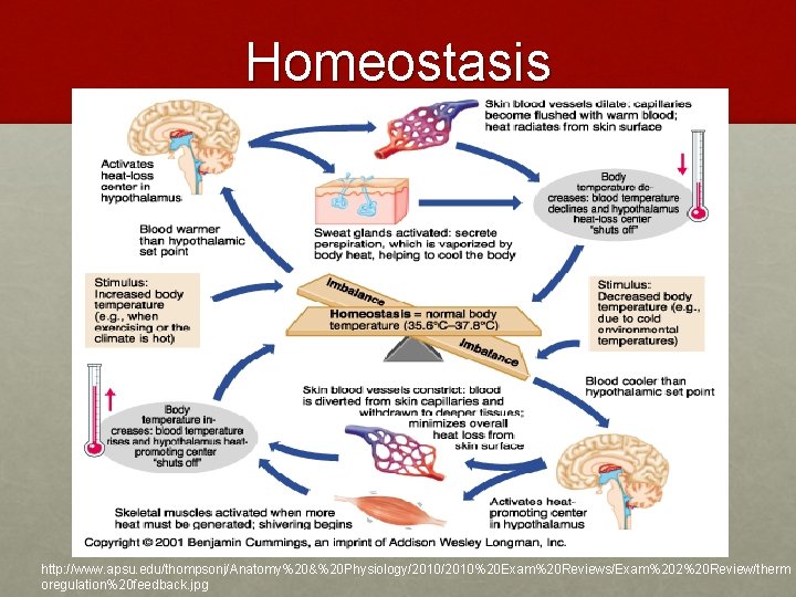 Homeostasis http: //www. apsu. edu/thompsonj/Anatomy%20&%20 Physiology/2010%20 Exam%20 Reviews/Exam%202%20 Review/therm oregulation%20 feedback. jpg 