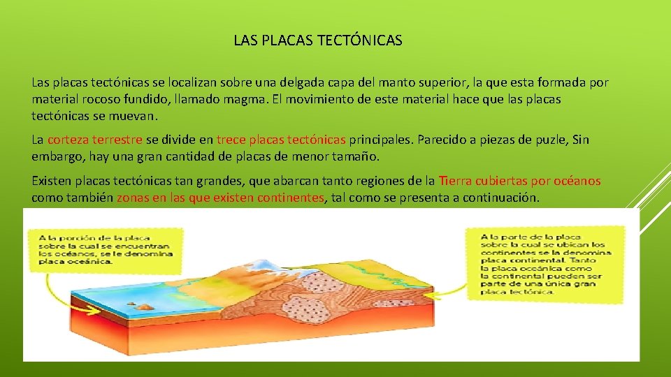 LAS PLACAS TECTÓNICAS Las placas tectónicas se localizan sobre una delgada capa del manto