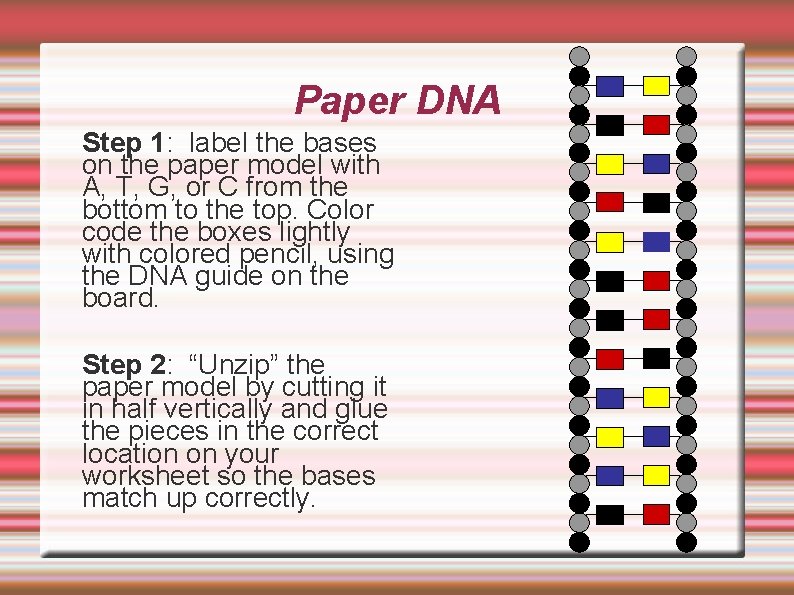 Paper DNA Step 1: label the bases on the paper model with A, T,