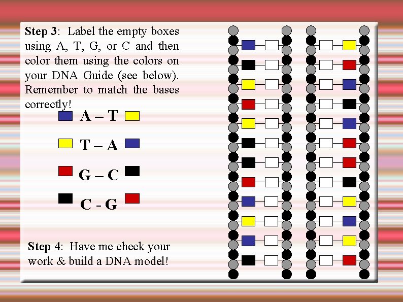 Step 3: Label the empty boxes using A, T, G, or C and then
