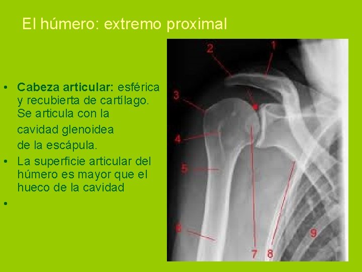 El húmero: extremo proximal • Cabeza articular: esférica y recubierta de cartílago. Se articula