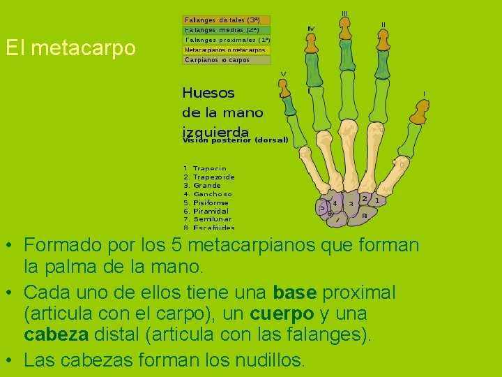El metacarpo • Formado por los 5 metacarpianos que forman la palma de la