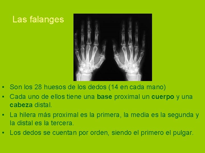 Las falanges • Son los 28 huesos de los dedos (14 en cada mano)