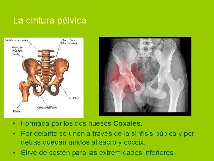 La cintura pélvica • Formada por los dos huesos Coxales. • Por delante se