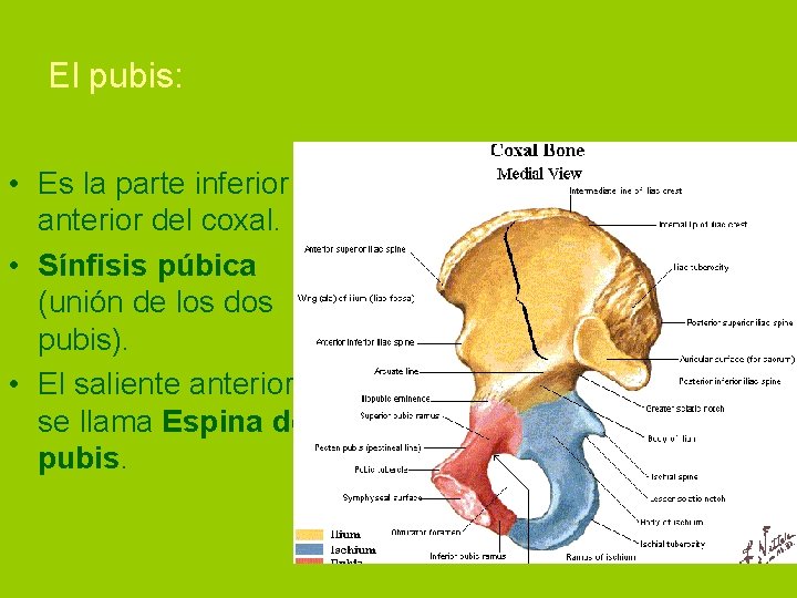 El pubis: • Es la parte inferior y anterior del coxal. • Sínfisis púbica