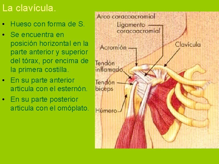 La clavícula. • Hueso con forma de S. • Se encuentra en posición horizontal