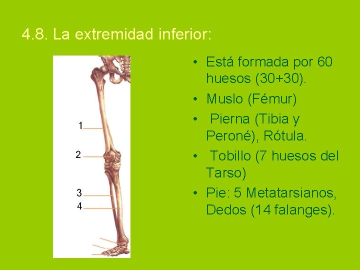 4. 8. La extremidad inferior: • Está formada por 60 huesos (30+30). • Muslo