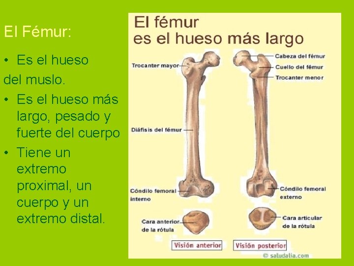 El Fémur: • Es el hueso del muslo. • Es el hueso más largo,