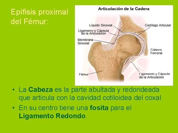 Epífisis proximal del Fémur: • La Cabeza es la parte abultada y redondeada que