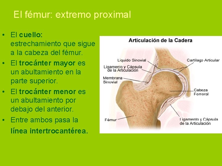 El fémur: extremo proximal • El cuello: estrechamiento que sigue a la cabeza del