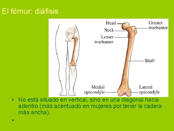 El fémur: diáfisis • No está situado en vertical, sino en una diagonal hacia