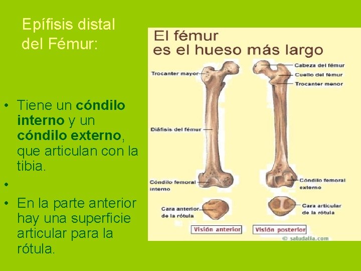 Epífisis distal del Fémur: • Tiene un cóndilo interno y un cóndilo externo, que