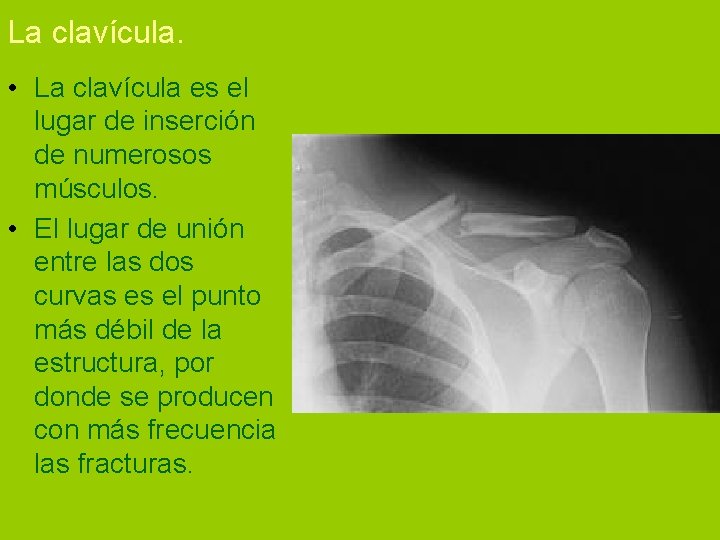 La clavícula. • La clavícula es el lugar de inserción de numerosos músculos. •