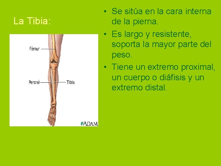 La Tibia: • Se sitúa en la cara interna de la pierna. • Es