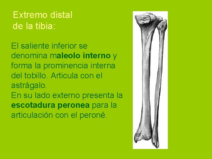 Extremo distal de la tibia: El saliente inferior se denomina maleolo interno y forma