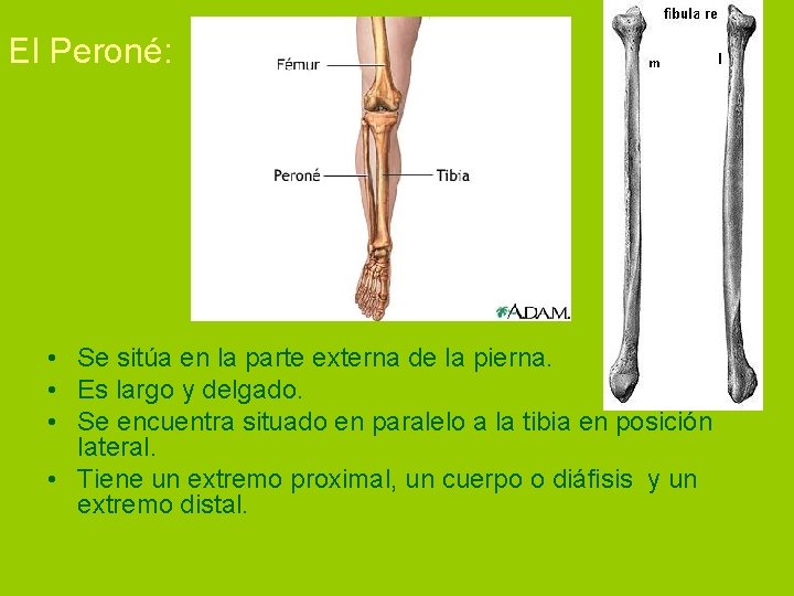 El Peroné: • Se sitúa en la parte externa de la pierna. • Es