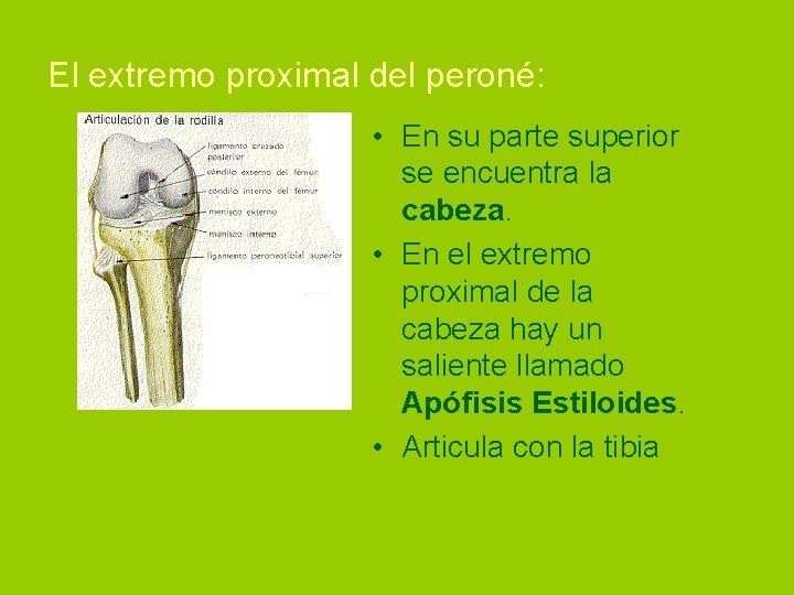 El extremo proximal del peroné: • En su parte superior se encuentra la cabeza.