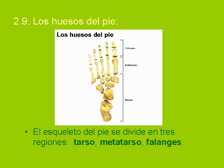 2. 9. Los huesos del pie: • El esqueleto del pie se divide en