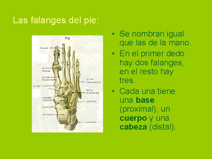 Las falanges del pie: • Se nombran igual que las de la mano. •