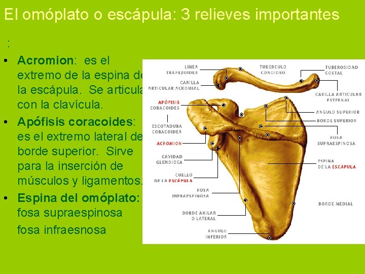 El omóplato o escápula: 3 relieves importantes : • Acromion: es el extremo de