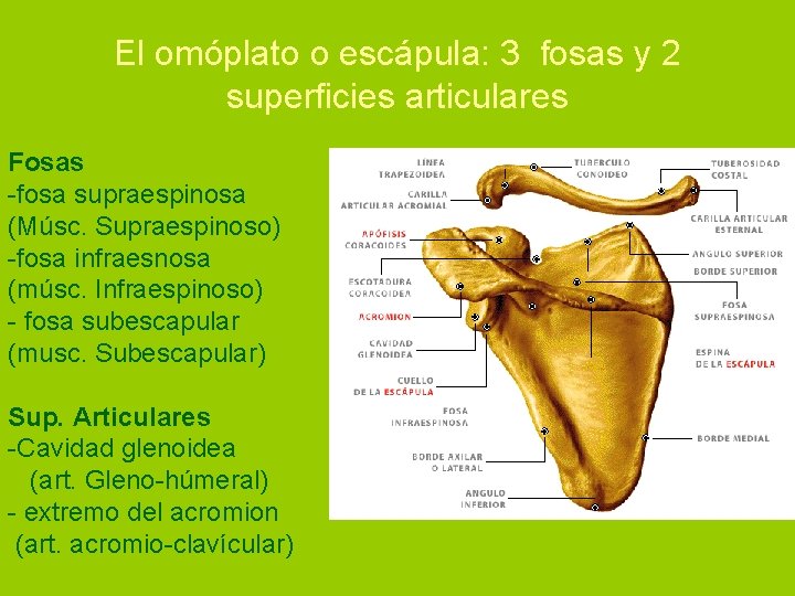 El omóplato o escápula: 3 fosas y 2 superficies articulares Fosas -fosa supraespinosa (Músc.
