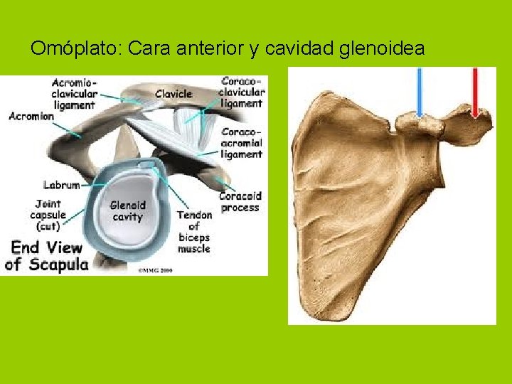 Omóplato: Cara anterior y cavidad glenoidea 