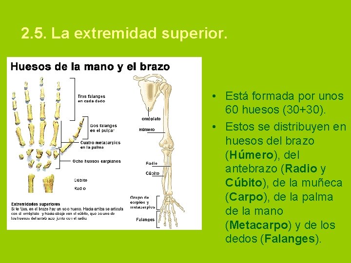 2. 5. La extremidad superior. • Está formada por unos 60 huesos (30+30). •