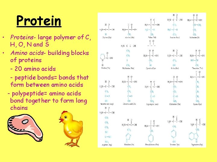 Protein • Proteins- large polymer of C, H, O, N and S • Amino