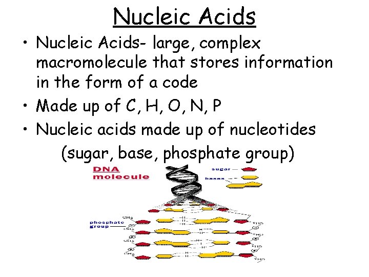 Nucleic Acids • Nucleic Acids- large, complex macromolecule that stores information in the form