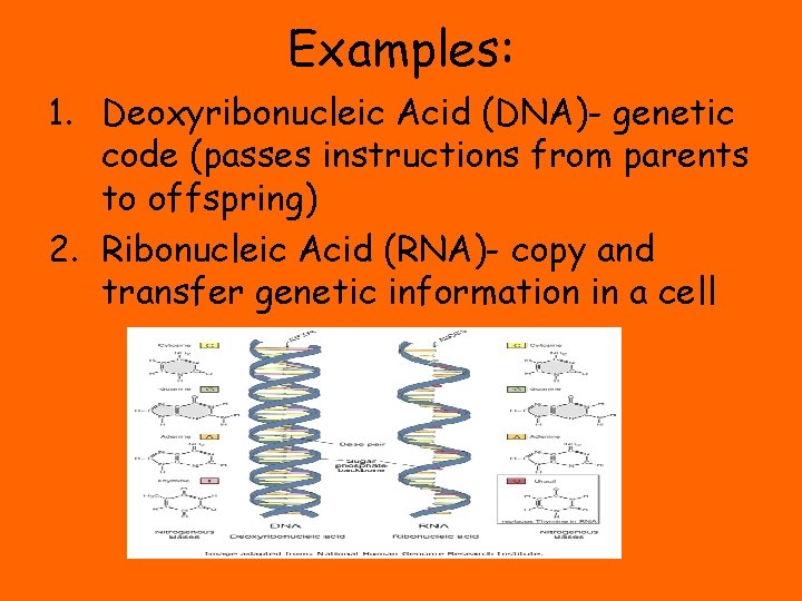Examples: 1. Deoxyribonucleic Acid (DNA)- genetic code (passes instructions from parents to offspring) 2.