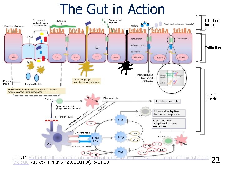 The Gut in Action Intestinal lumen Epithelium Lamina propria Artis D. Epithelial-cell recognition of