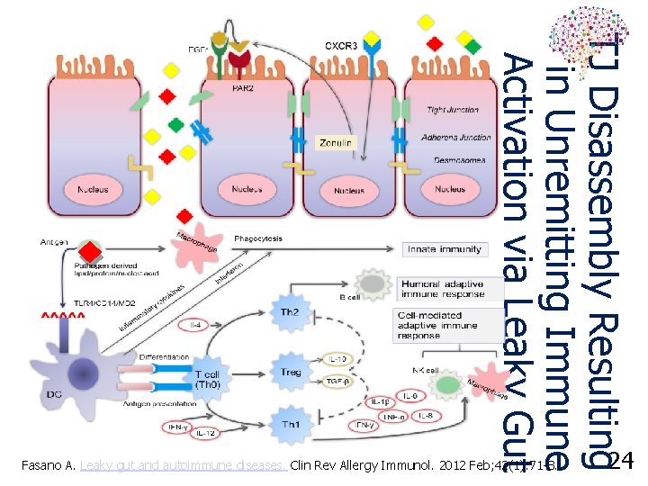 TJ Disassembly Resulting in Unremitting Immune Activation via Leaky Gut Fasano A. Leaky gut
