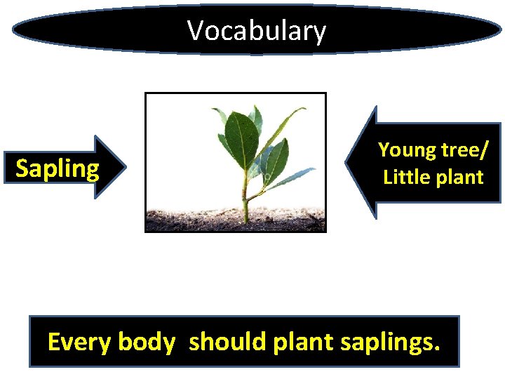 Vocabulary Sapling Young tree/ Little plant Every body should plant saplings. 
