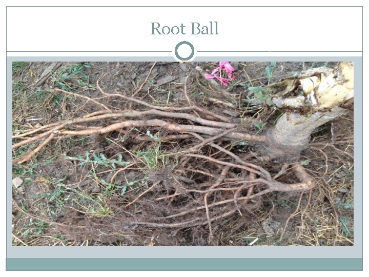 Root Ball 